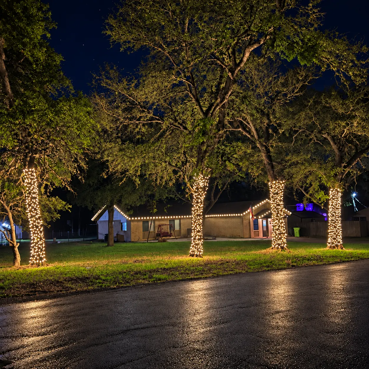 Large oak trees densely wrapped in warm Christmas lights