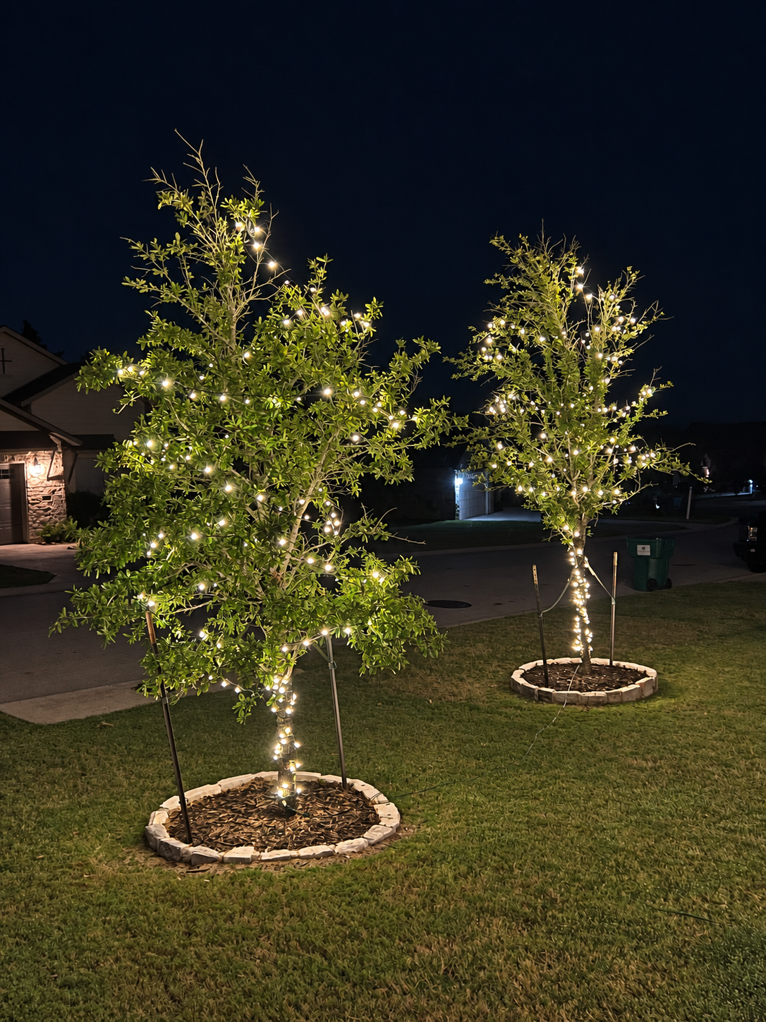 Two small landscape trees wrapped in warm white Christmas lights